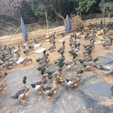 青头鸭