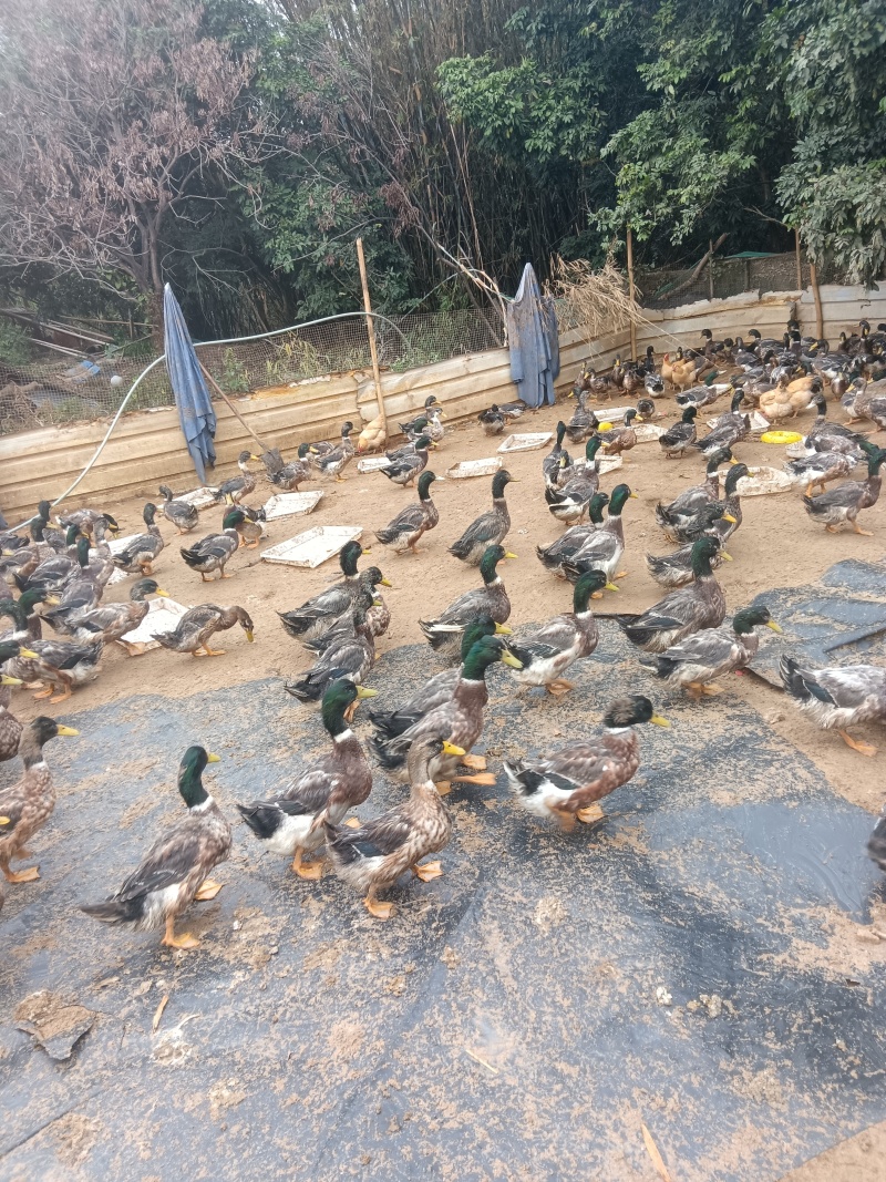 青头鸭