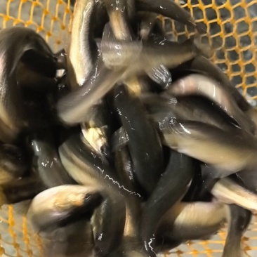 东北大柳根