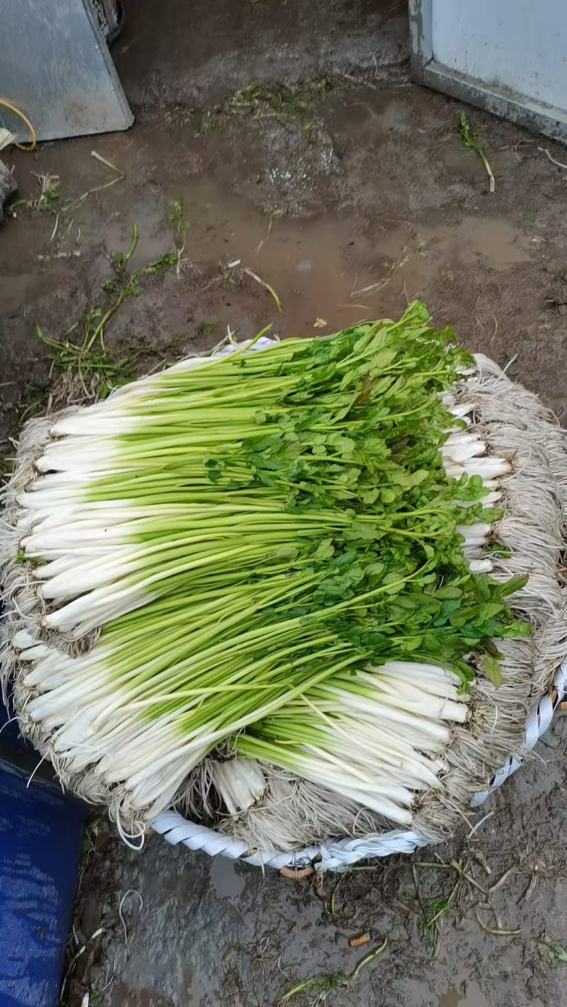 水芹菜