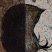 猪宝