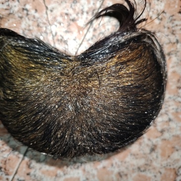 猪宝
