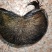 猪宝