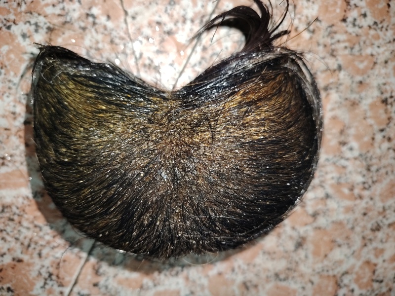 猪宝