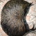 猪宝