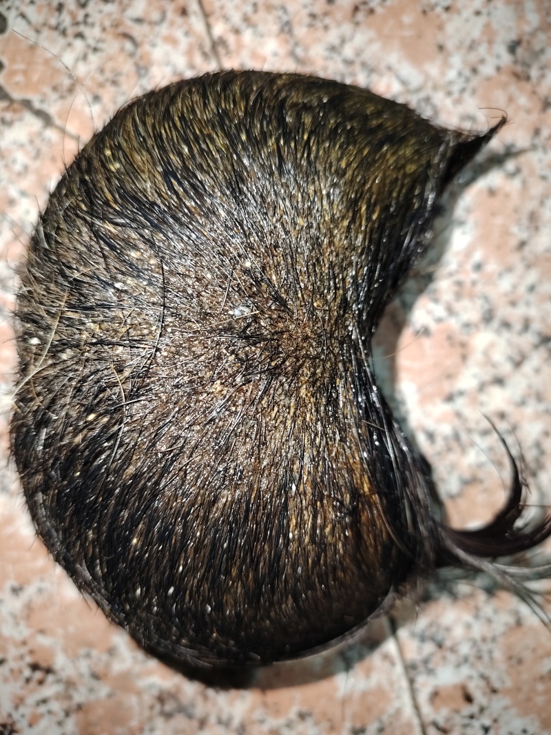 猪宝