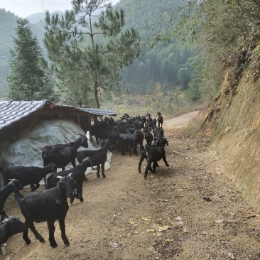 深山跑山羊