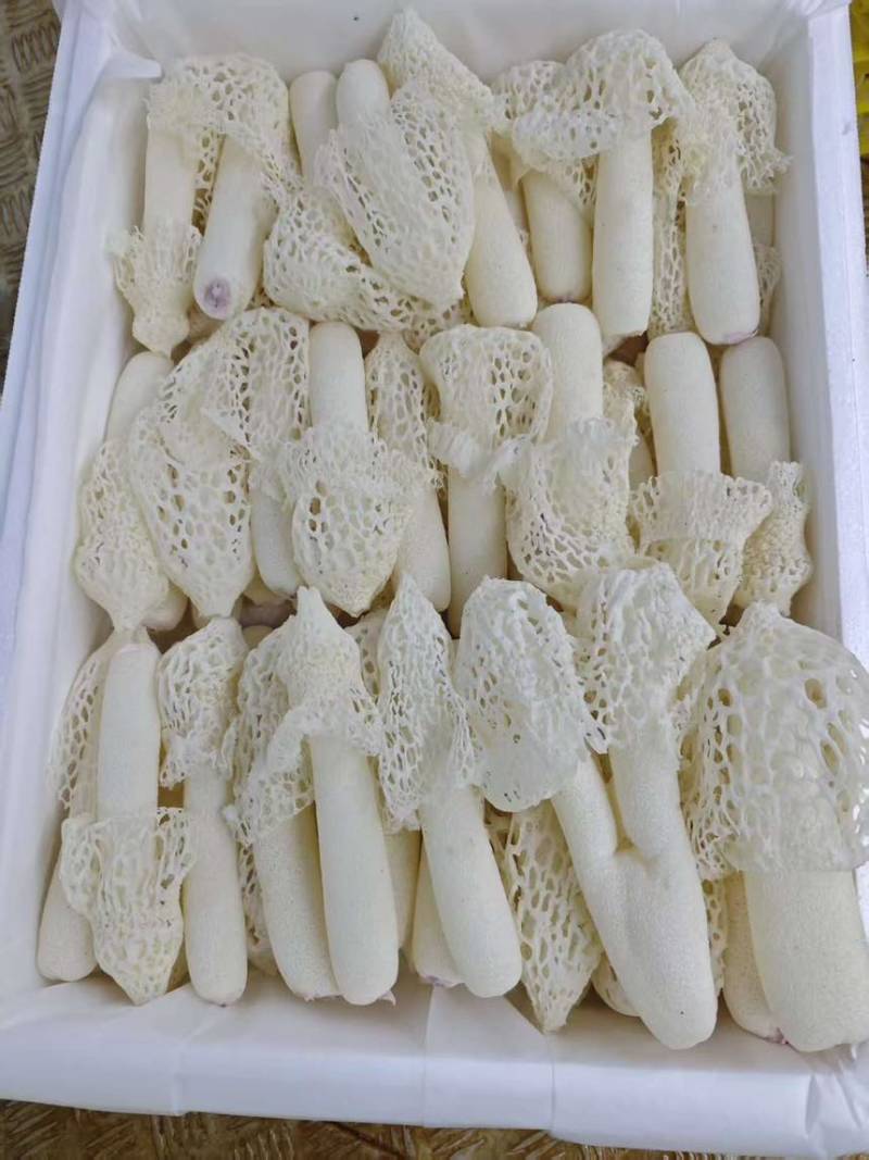 广西《红托竹荪》