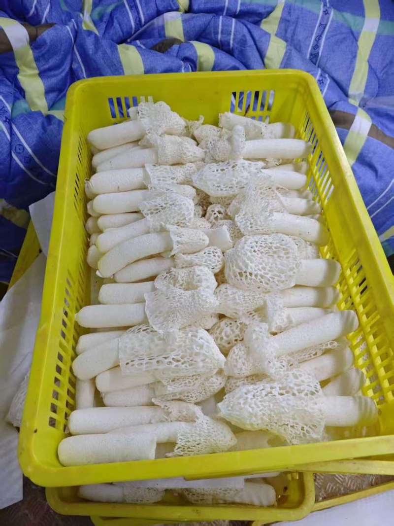 广西《红托竹荪》