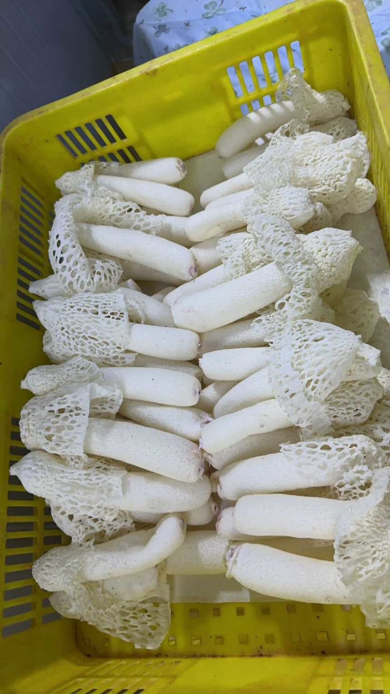 广西《红托竹荪》