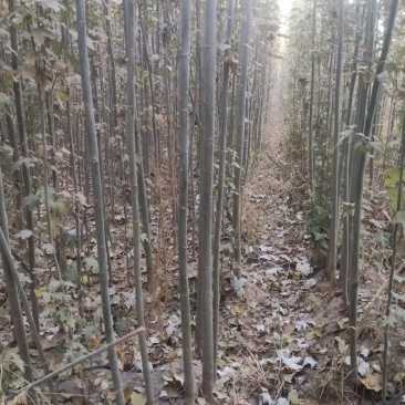 新疆杨树苗，2-3公分