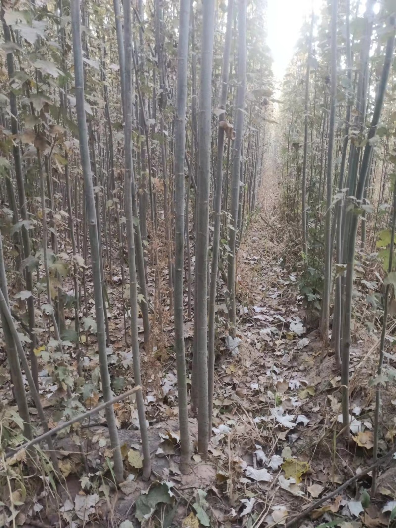 新疆杨树苗，2-3公分