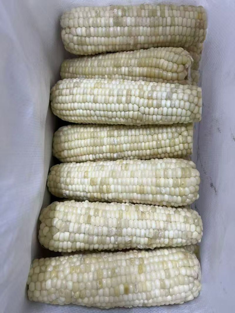 东北粘糯白玉米段玉米棒，精品现货