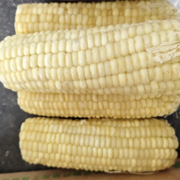 东北粘糯白玉米段玉米棒，精品现货