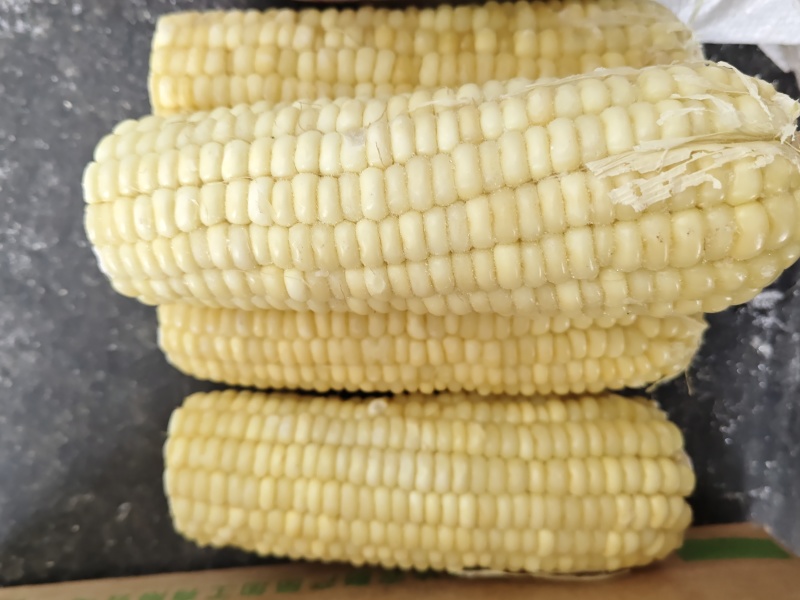 东北粘糯白玉米段玉米棒，精品现货