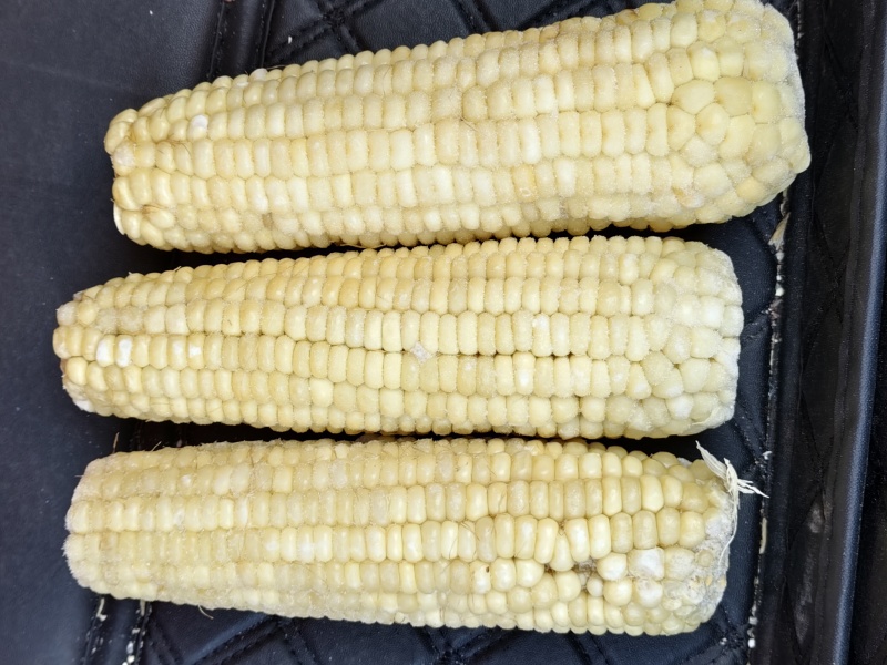 东北粘糯白玉米段玉米棒，精品现货