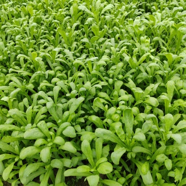 如皋茼蒿