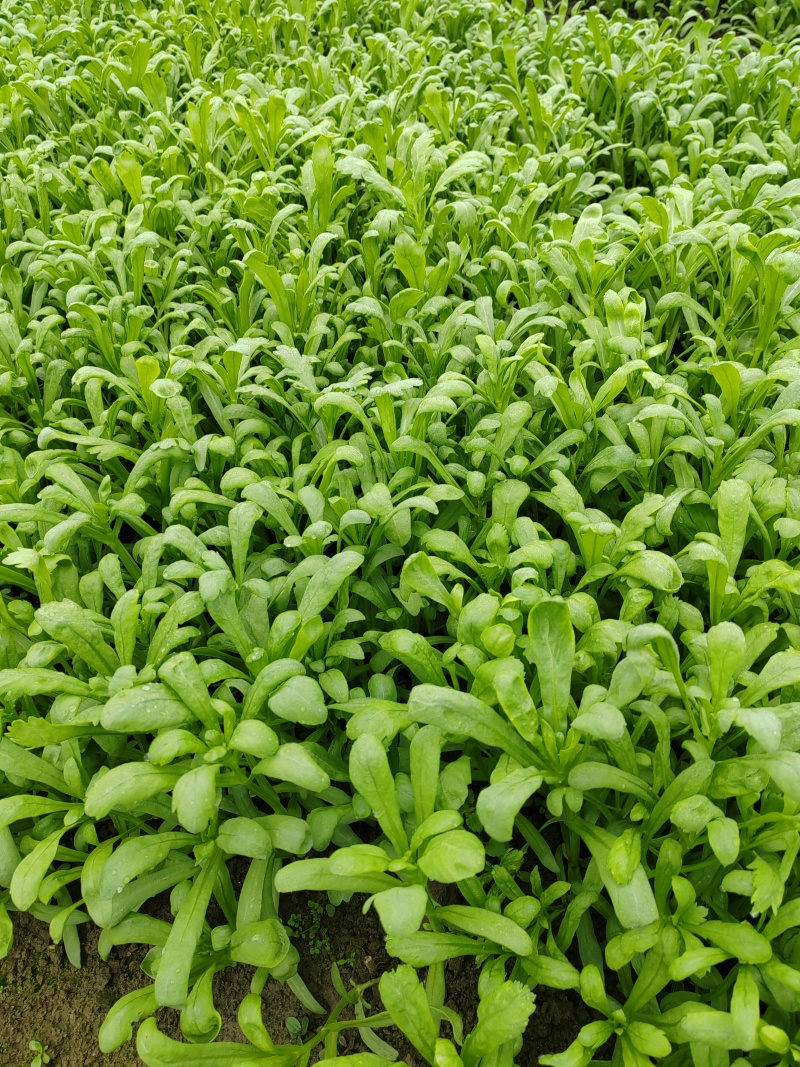 如皋茼蒿
