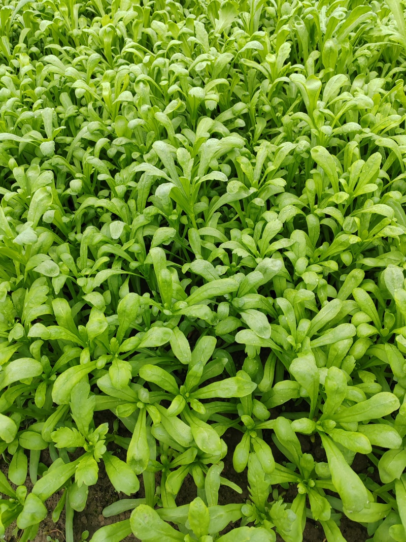 如皋茼蒿