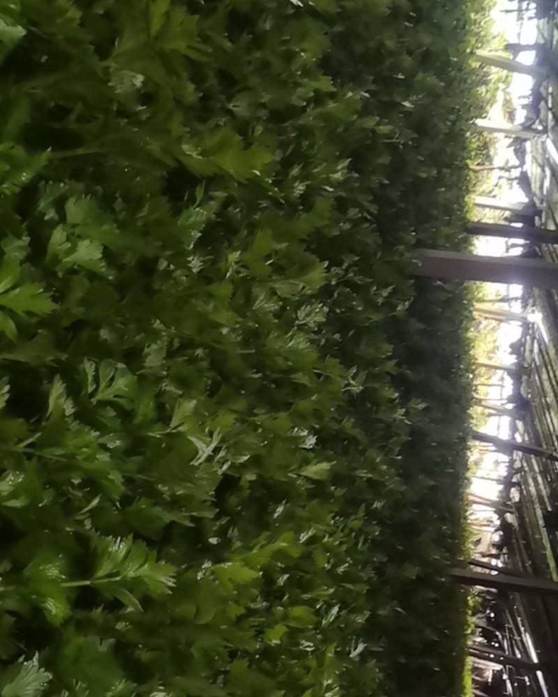 芹菜