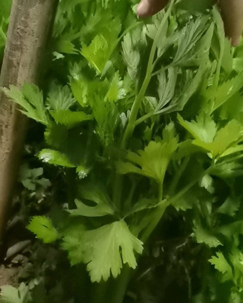 芹菜