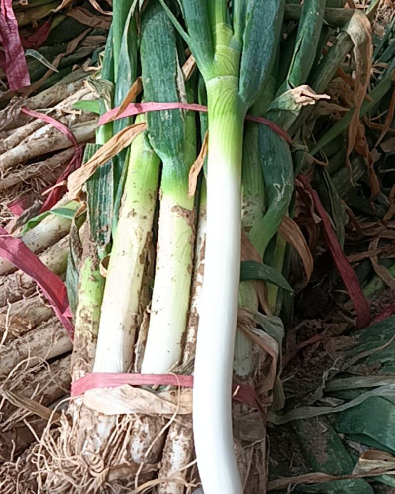 山东铁杆大葱