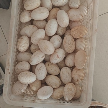 三花鹅蛋100-150g/个