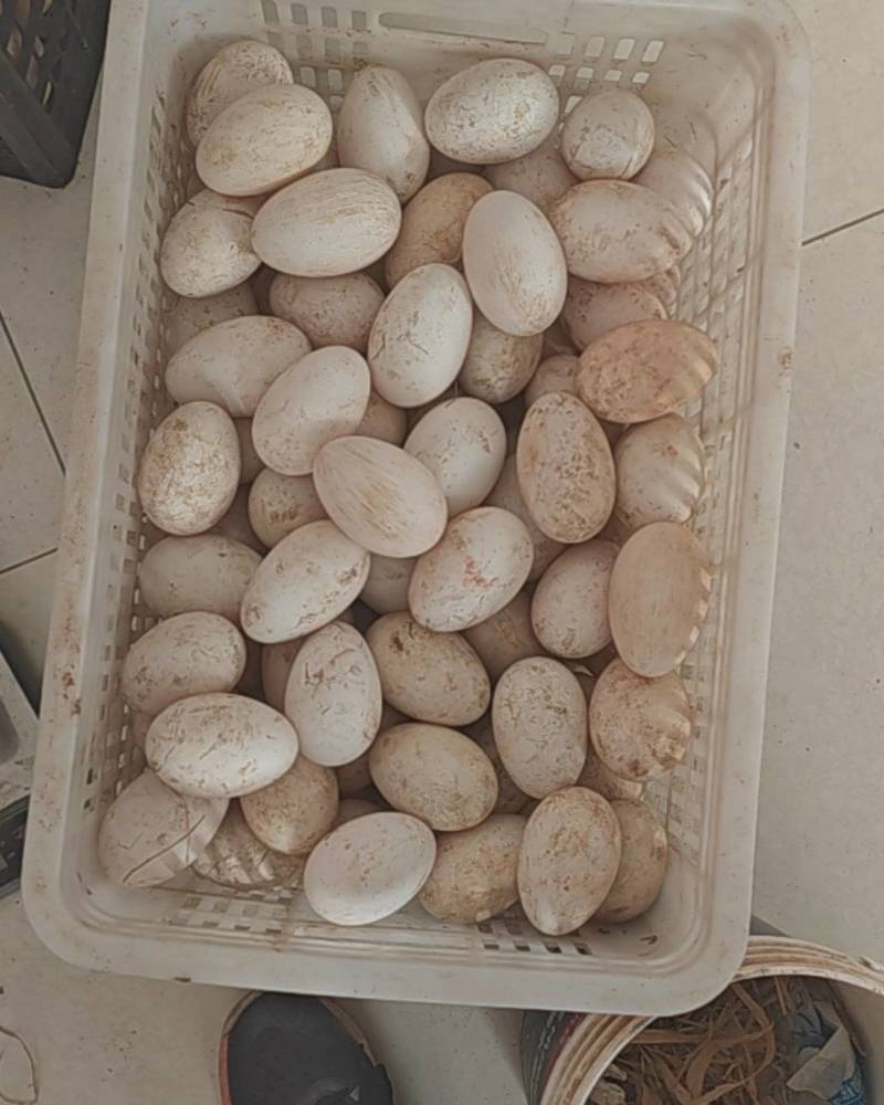 三花鹅蛋100-150g/个