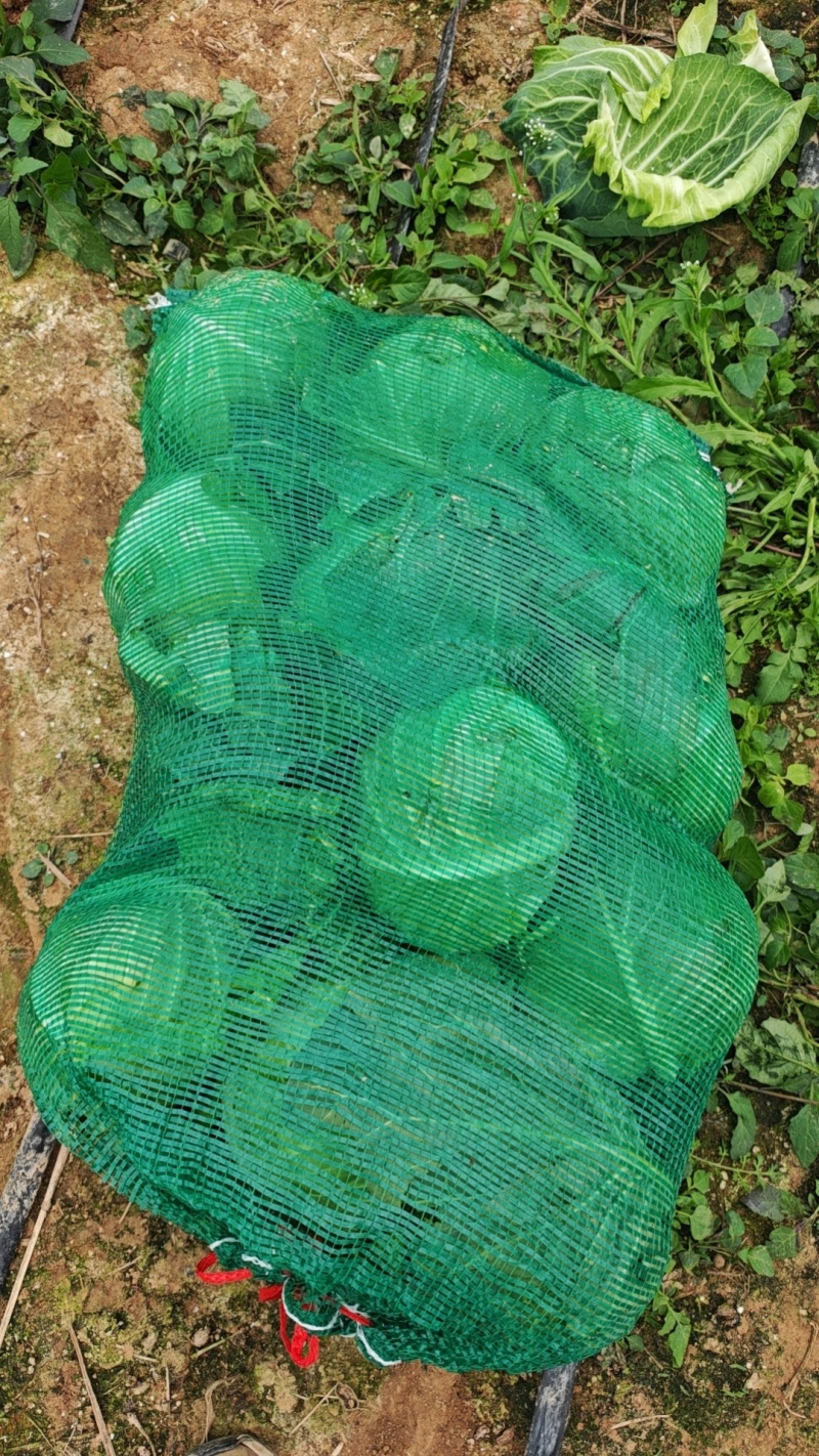 豫艺水果包菜，三斤左右。