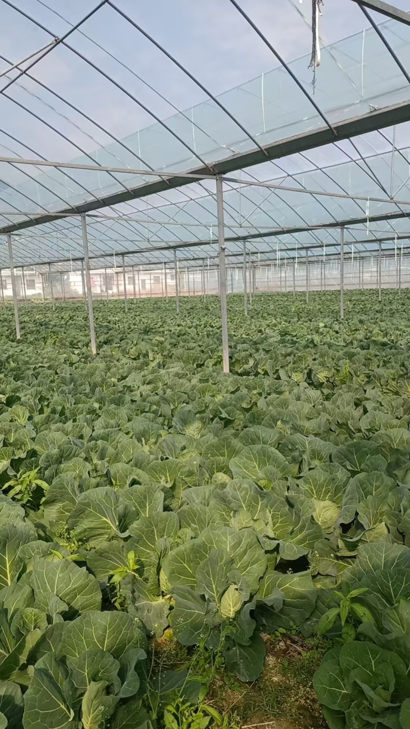豫艺水果包菜，三斤左右。