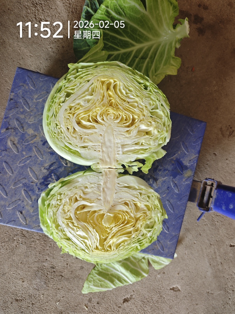 豫艺水果包菜，三斤左右。