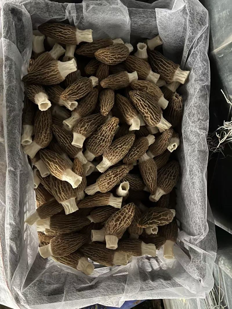 羊肚菌