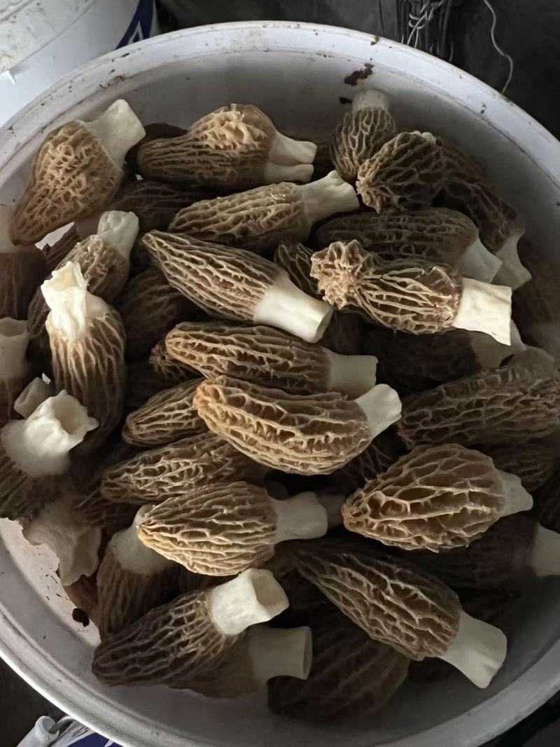 羊肚菌