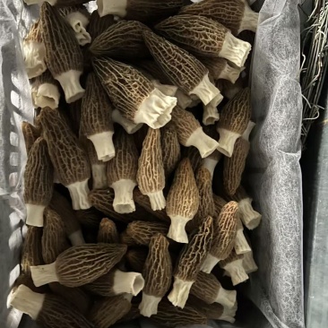 羊肚菌