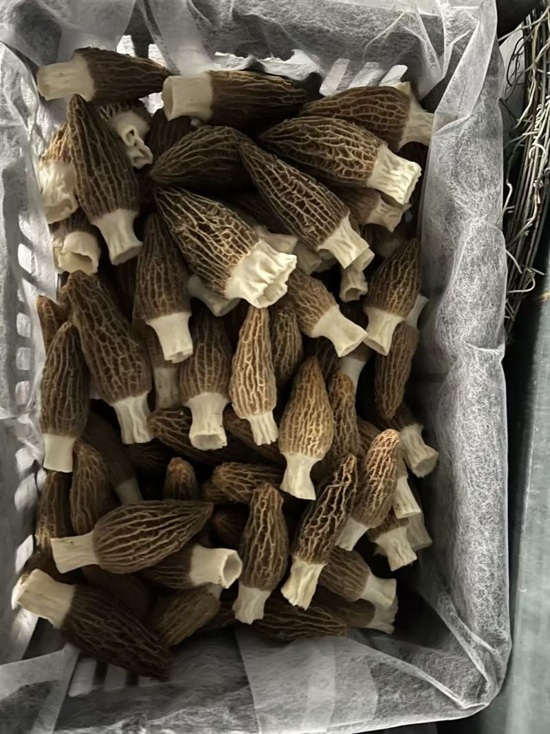 羊肚菌