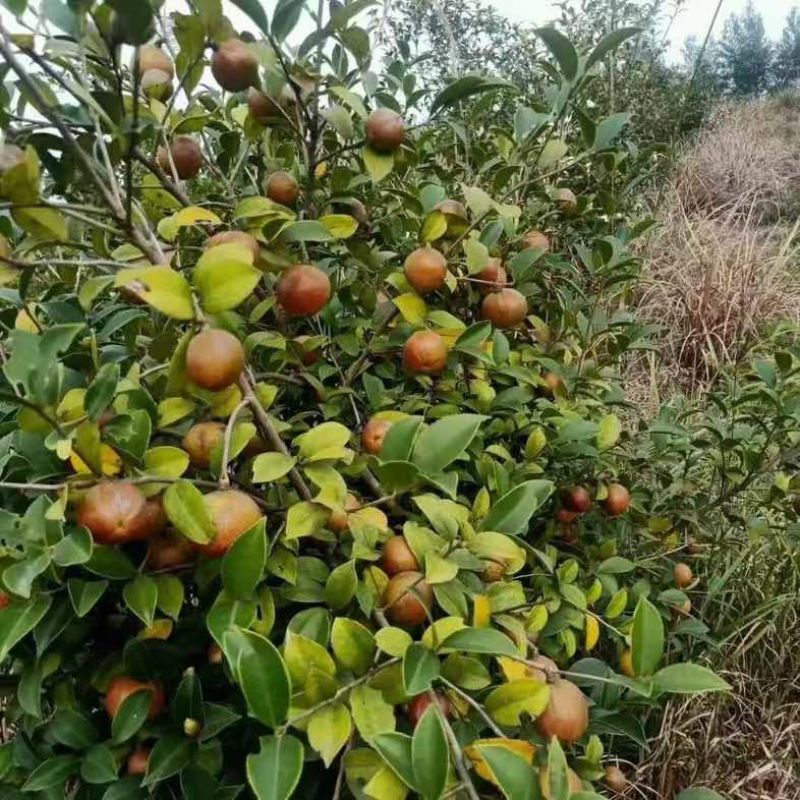 山茶油