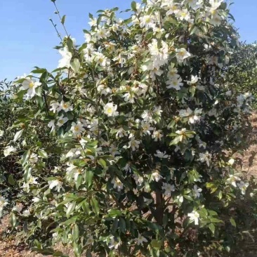 山茶油