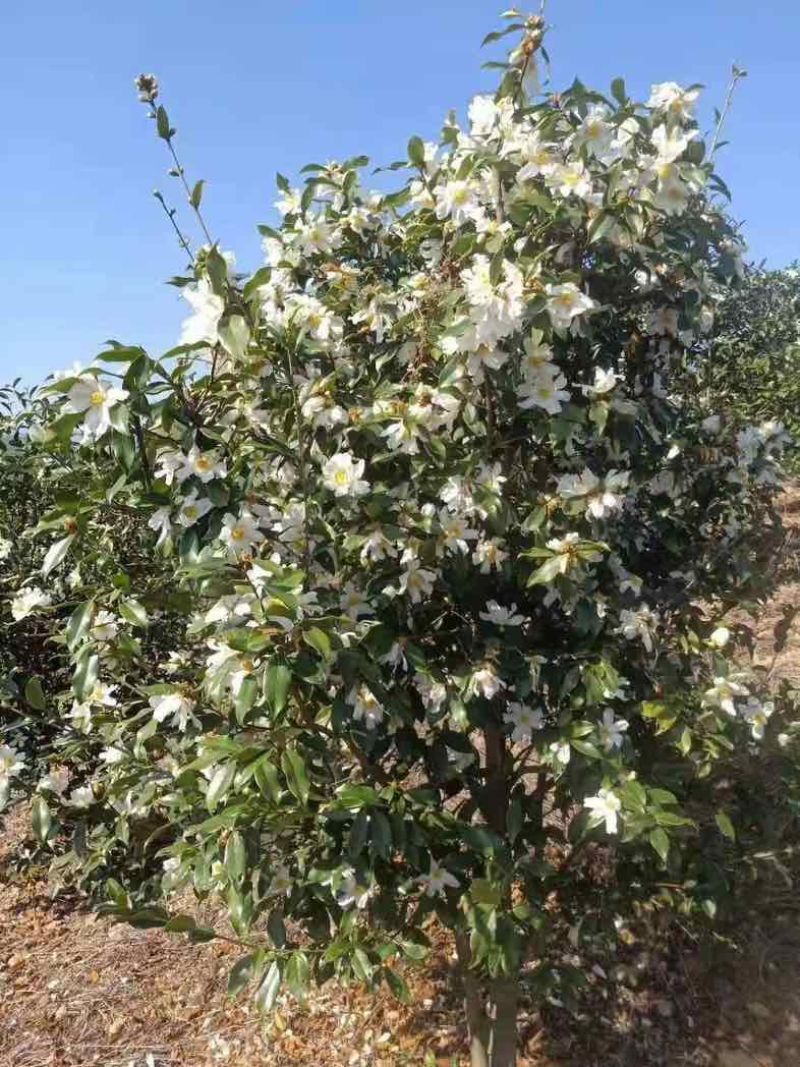 山茶油