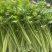 芹菜西芹