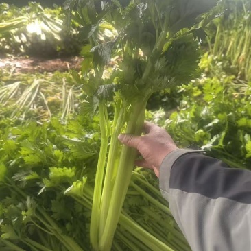 芹菜西芹