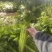 芹菜西芹