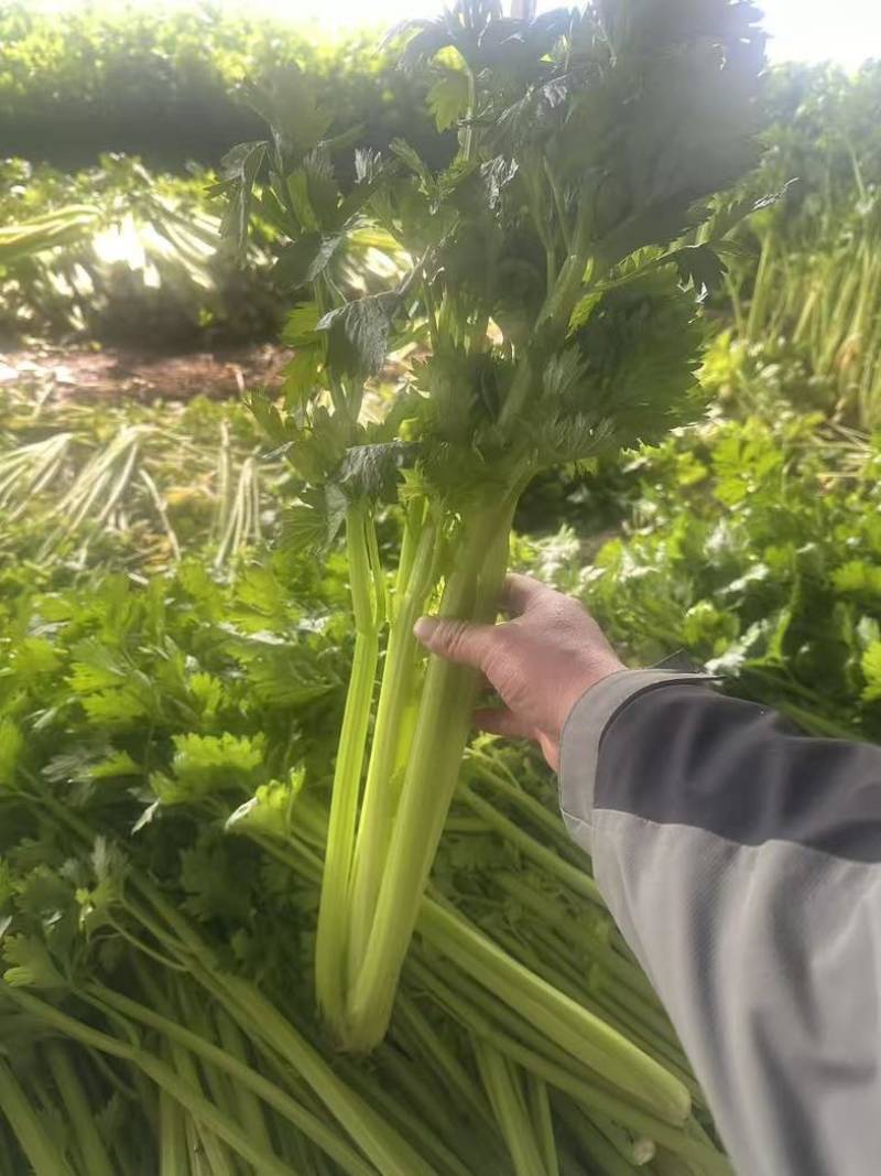 芹菜西芹