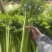芹菜西芹