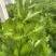 芹菜西芹