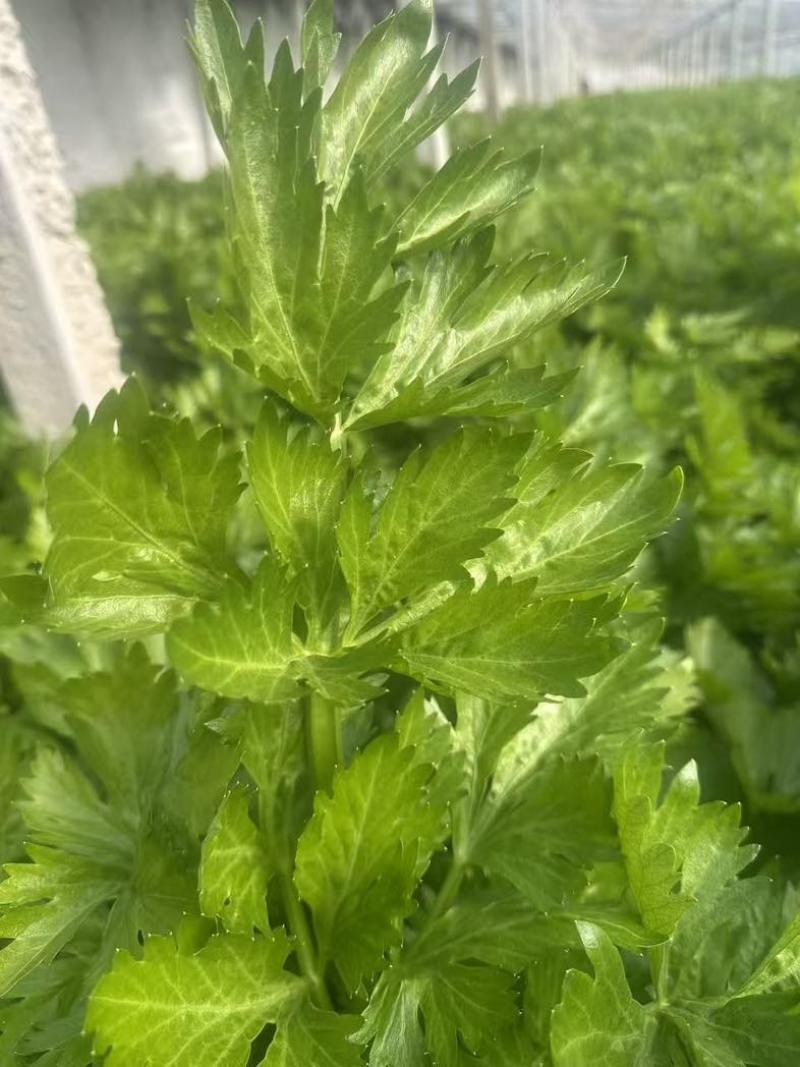 芹菜西芹