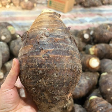 正宗荔浦芋头现挖现发香甜软糯