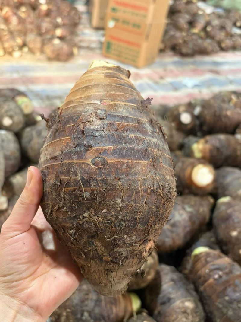 正宗荔浦芋头现挖现发香甜软糯