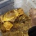 土蜂蜜