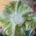 精品花菜
