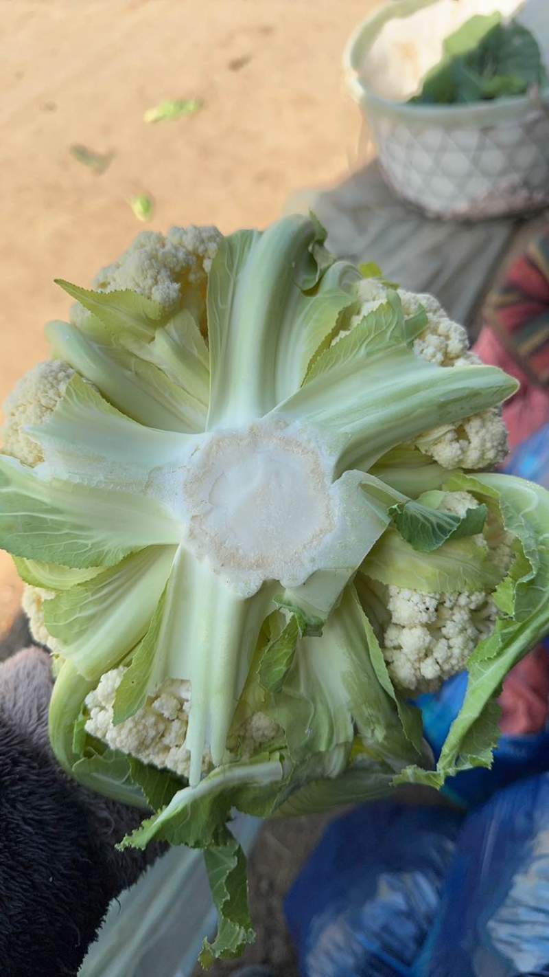 精品花菜